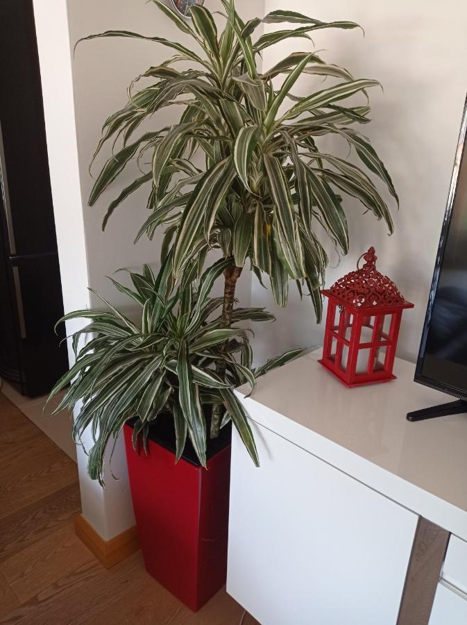 Appartamento Red Lux Budua Esterno foto